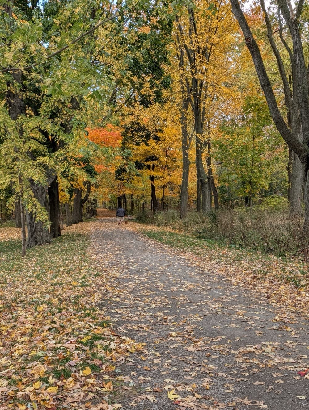 Montreal in autumn